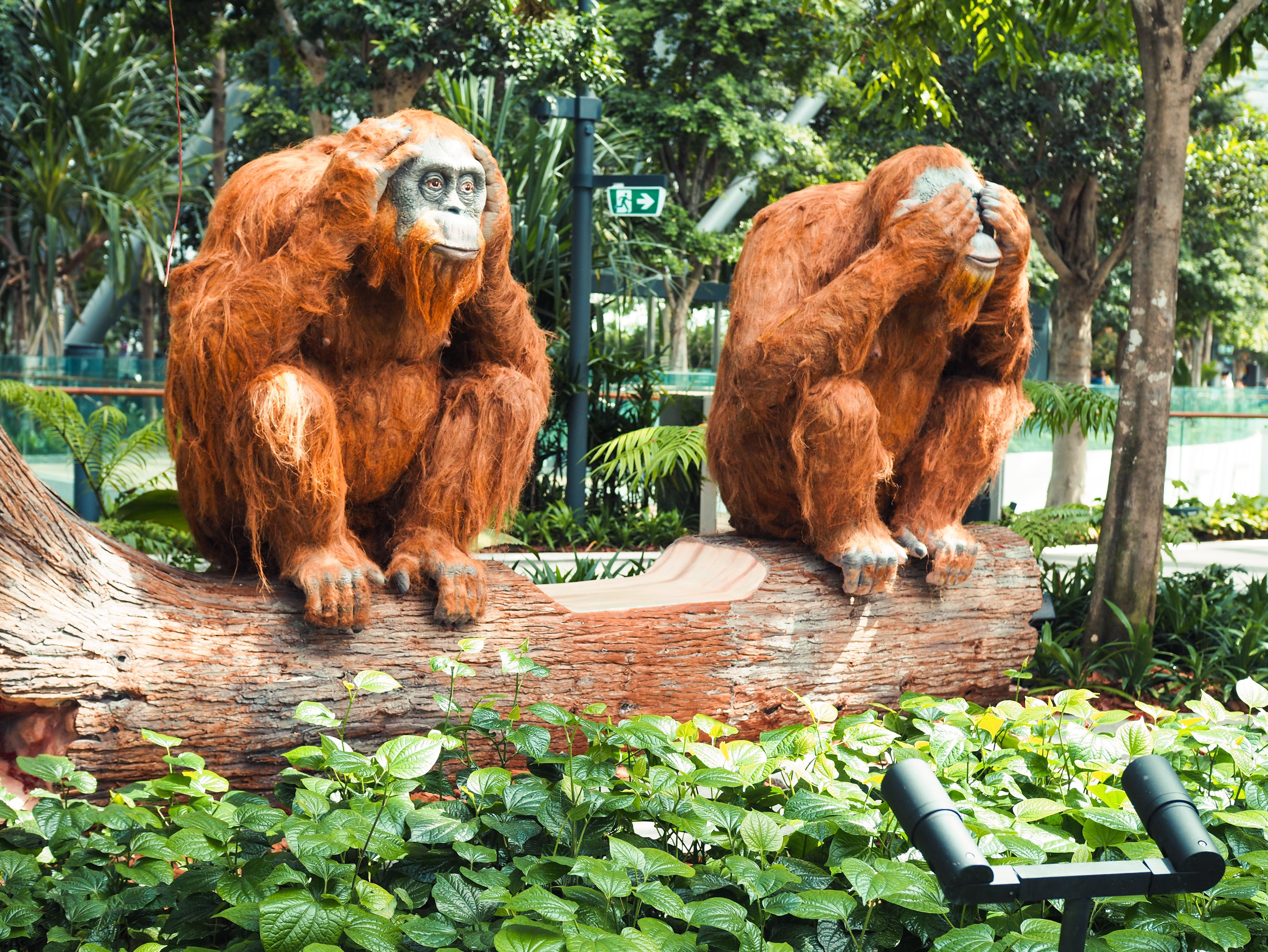 Crowne Plaza Changi Airport By Ihg Сингапур Экстерьер фото The photo shows two orangutans seated on a log in a lush green environment. One orangutan has its hands over its eyes, while the other has its hands covering its mouth. The scene is surrounded by vibrant foliage, creating a natural and serene backdro
